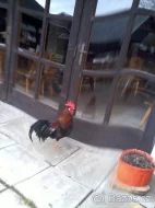 Kohouti