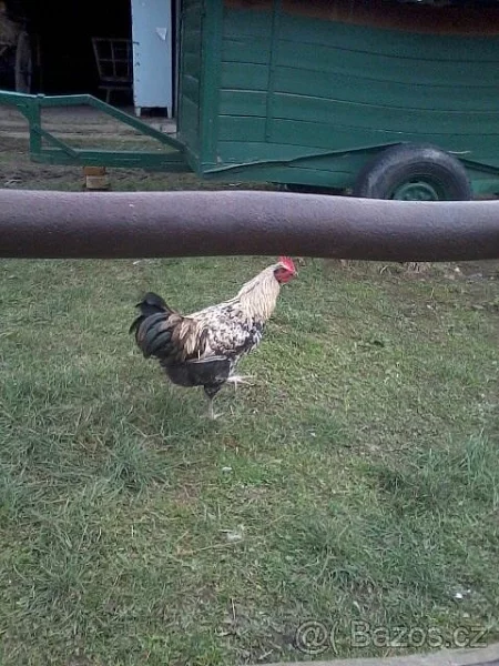 Kohouti