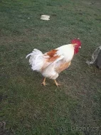 Kohouti
