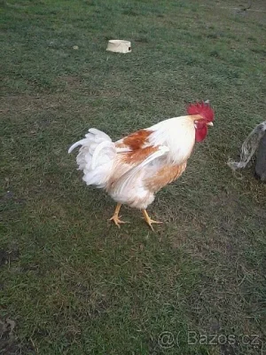 Kohouti