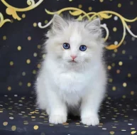 Ragdoll koťata nádherná miminka.
