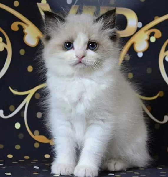 Ragdoll koťata nádherná miminka.