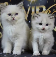 Ragdoll koťata nádherná miminka.