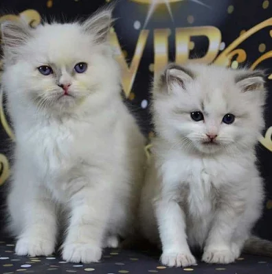 Ragdoll koťata nádherná miminka.