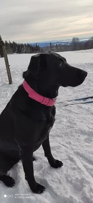 Prodám štěňata křížence labradora a maďarského a maďarského