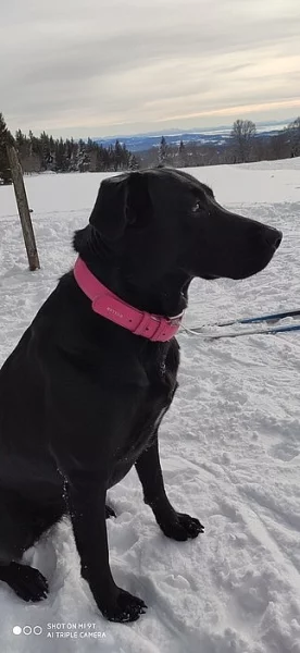 Prodám štěňata křížence labradora a maďarského a maďarského