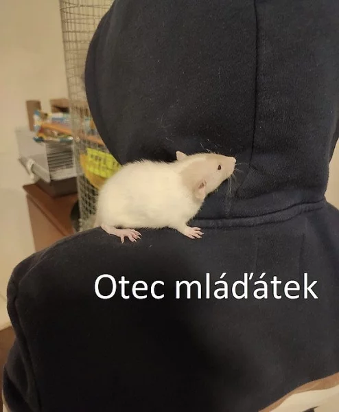 Mláďátka potkana