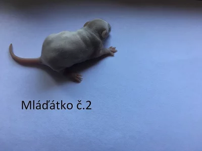 Mláďátka potkana