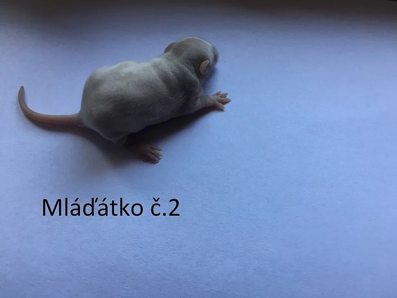 Mláďátka potkana