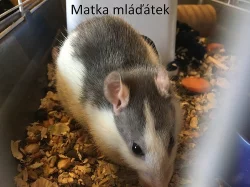 Mláďátka potkana
