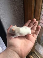 Mláďátka potkana