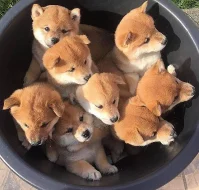 6 Shiba Inu Štěňátka s pp