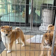 6 Shiba Inu Štěňátka s pp