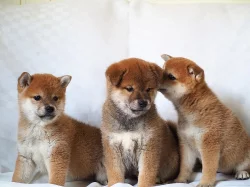 6 Shiba Inu Štěňátka s pp