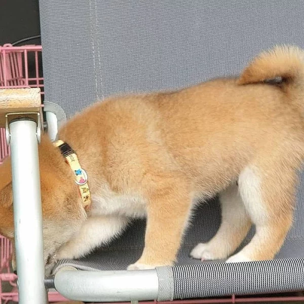 6 Shiba Inu Štěňátka s pp