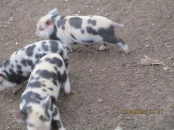 KUNE KUNE