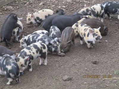 KUNE KUNE