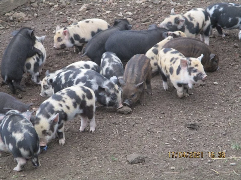 KUNE KUNE