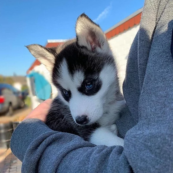 Sibiřské husky štěňata k prodeji.