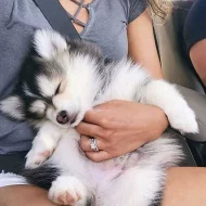 Sibiřské husky štěňata k prodeji.