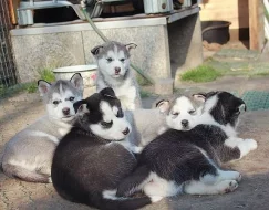 Sibiřské husky štěňata k prodeji.