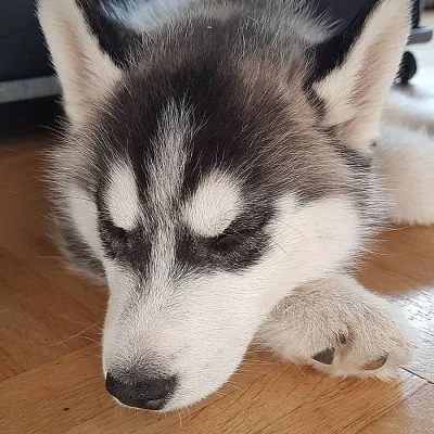 Sibiřské husky štěňata k prodeji.