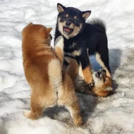 Prodám černá štěňata Shiba-inu