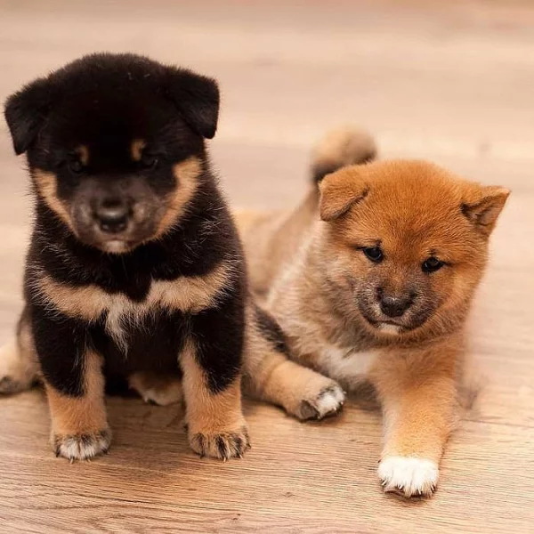 Prodám černá štěňata Shiba-inu