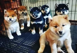 Prodám černá štěňata Shiba-inu