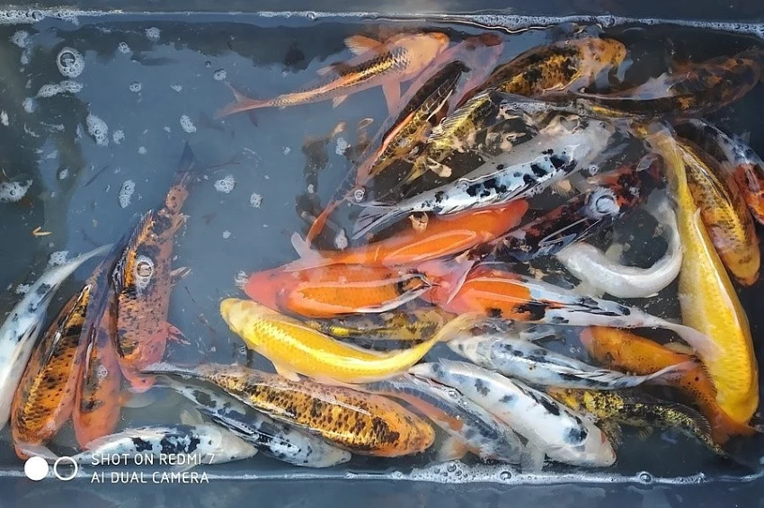 Koi 25cm