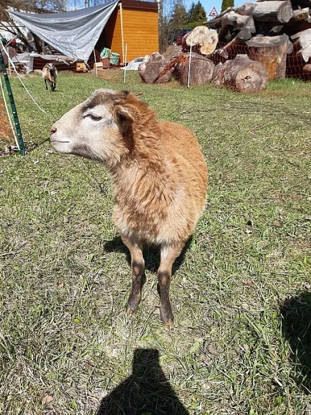 Jehně ovce kamerunská ovečka