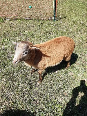 Jehně ovce kamerunská ovečka