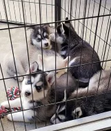 Sibiřský husky