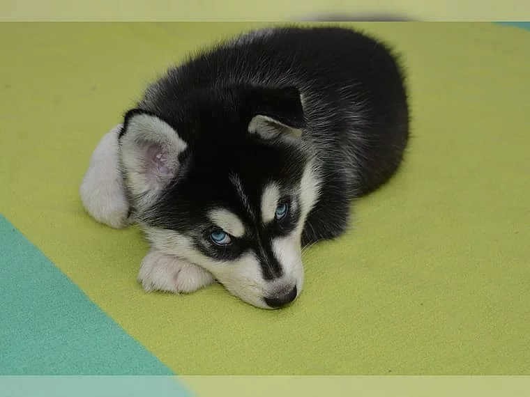 Sibiřský husky