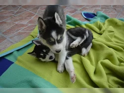 Sibiřský husky