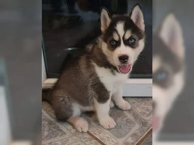Sibiřský husky