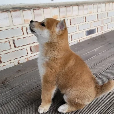 Štěňata Shiba-inu