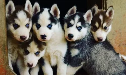 Sibiřský husky štěňata s pp