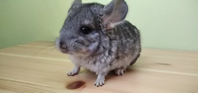 Činčily