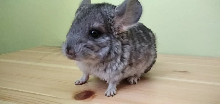 Činčily