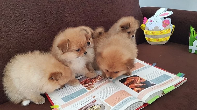 Čistokrevná rodokmenová pomeranská štěňata