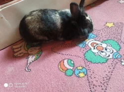 Chovná samice