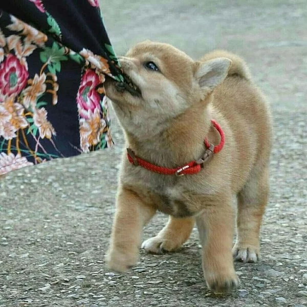 Predam shiba Inu štěňata s pp