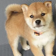 Predam shiba Inu štěňata s pp