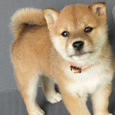 Predam shiba Inu štěňata s pp