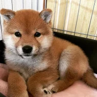 Predam shiba Inu štěňata s pp