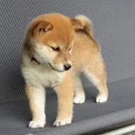 Predam shiba Inu štěňata s pp