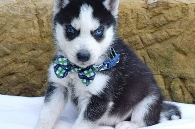 Krásné Sibiřský husky štěňátka s PP