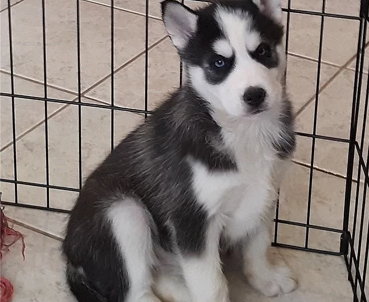Krásné Sibiřský husky štěňátka s PP
