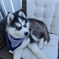 Krásné Sibiřský husky štěňátka s PP